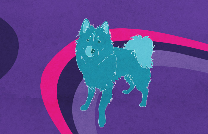 vector artwork of a teal coloured fluffy dog in front of a purple background with purple and pink swirls