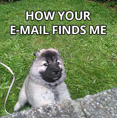 photo of a puppy mid-zommies looking up at the camera with the caption "how your e-mail finds me"