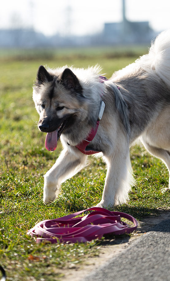 photo of a fluffy dog